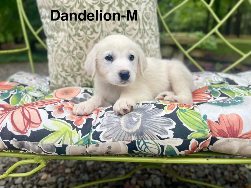 A Dandelion Lonestar