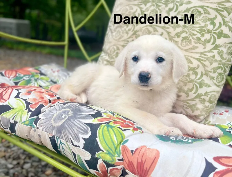 A Dandelion Lonestar thumbnail 2