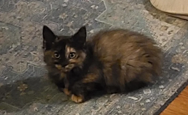 A baby medium-sized female Domestic Short Hair cat named Clove for adoption in Logan, UT