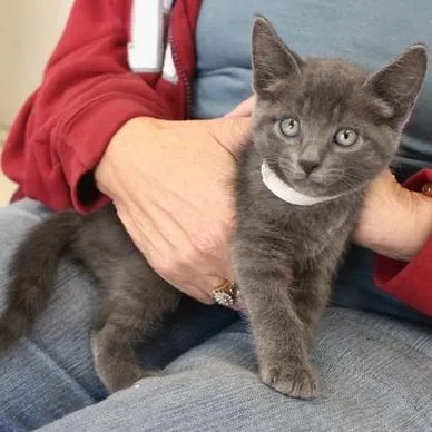 A baby small-sized male Gray / Blue / Silver Domestic Short Hair cat named Enzo for adoption in Birmingham, AL