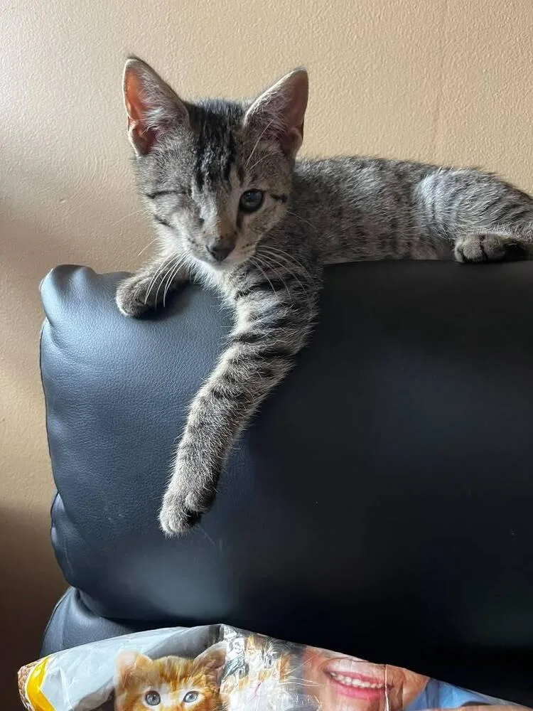 A baby small-sized male Domestic Short Hair cat named Peanut for adoption in Skippack, PA
