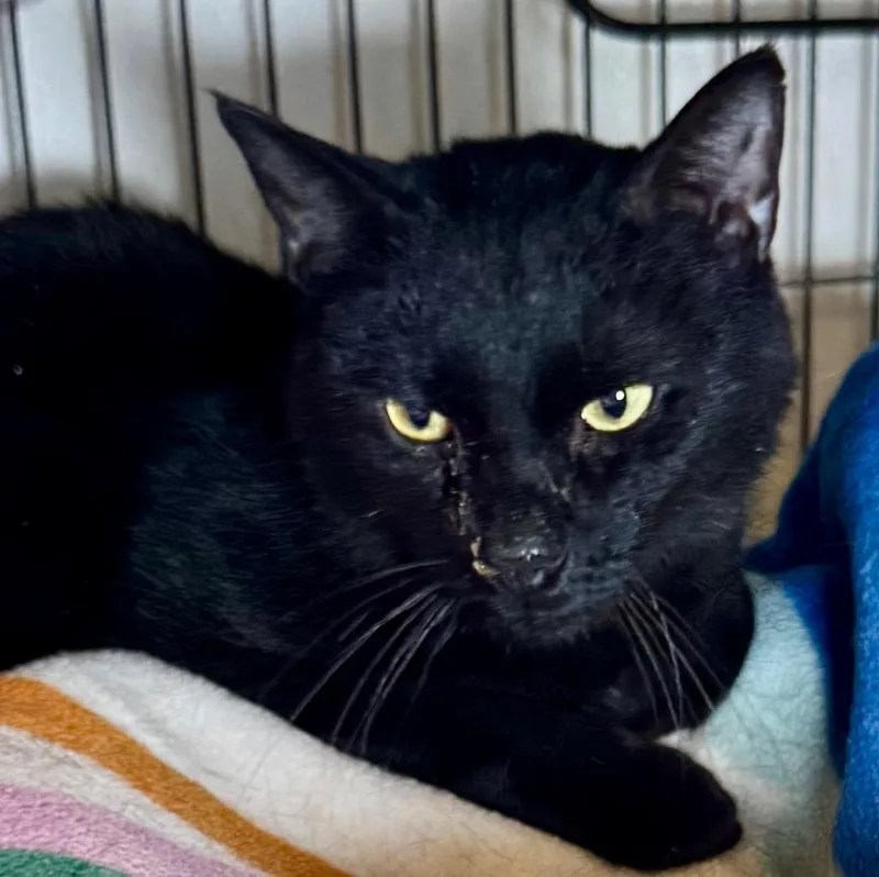 An adult medium-sized male Domestic Short Hair cat named Poncho for adoption in Saginaw, MI