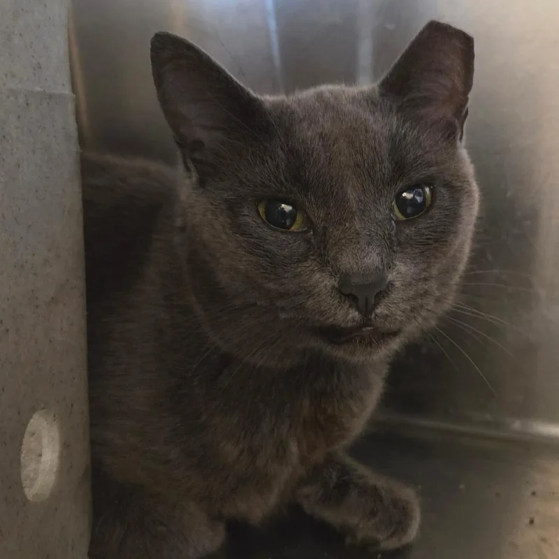 A senior medium-sized female Black Domestic Short Hair cat named Karen for adoption in Asheville, NC