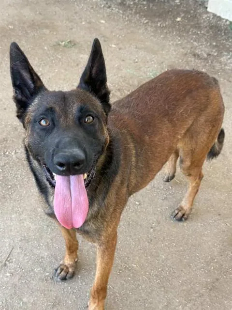 An adult large-sized male Belgian Shepherd / Malinois dog named Maximo for adoption in Riverside, CA