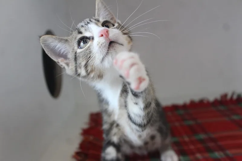 A baby medium-sized male Domestic Short Hair cat named Mercury for adoption in Chestertown, MD