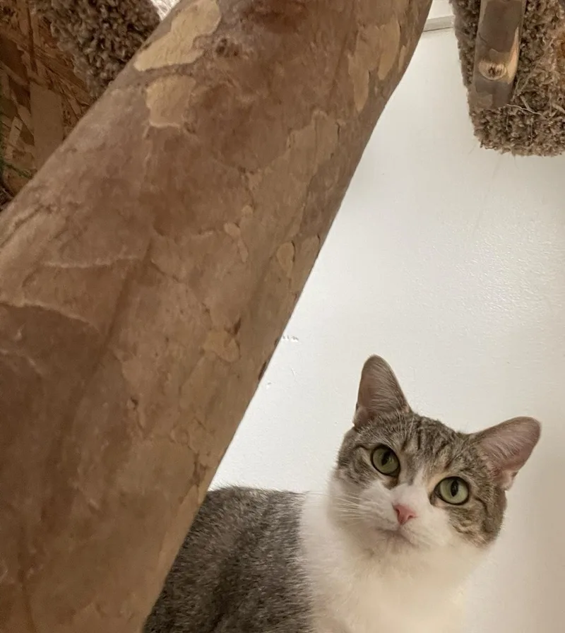 A young medium-sized female Tabby (Brown / Chocolate) Domestic Short Hair cat named Minjee for adoption in Cincinnati, OH