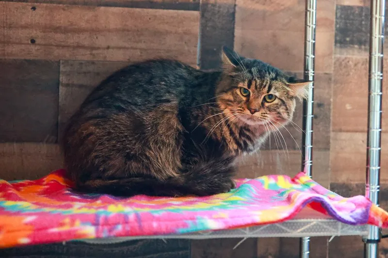 An adult large-sized male Tabby (Brown / Chocolate) Domestic Medium Hair cat named Toulouse for adoption in Loogootee, IN