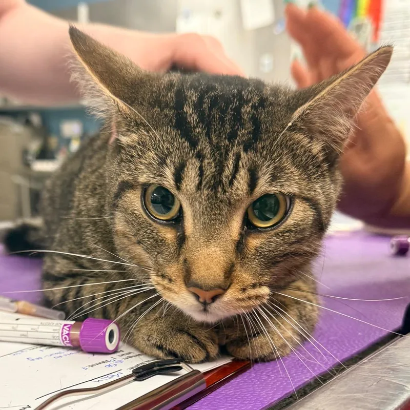 An adult small-sized male White Domestic Short Hair cat named Theo for adoption in Indianapolis, IN