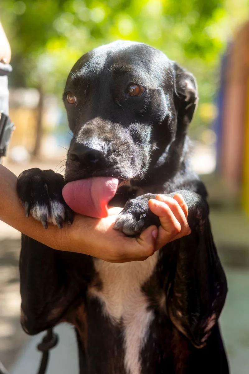 An adult medium-sized female Black Labrador Retriever dog named Paris for adoption in New York, NY