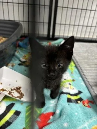 A baby small-sized male Domestic Short Hair cat named 801-26 for adoption in Cumming, GA