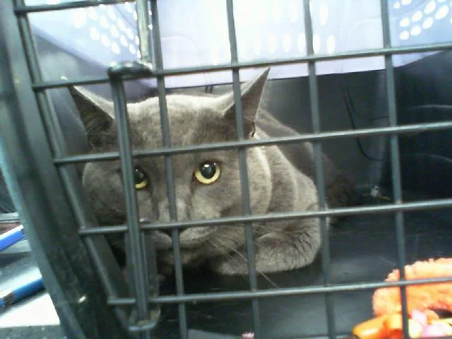 An adult large-sized male Domestic Short Hair cat named Guni for adoption in Charlotte, NC