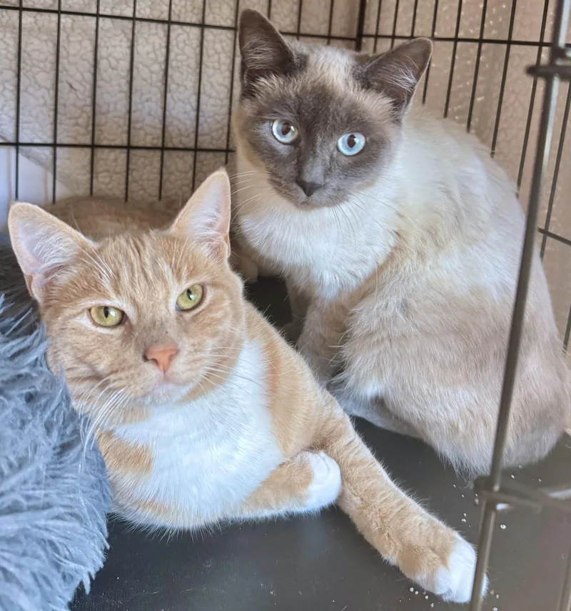 Karma & Kismet  thumbnail 3