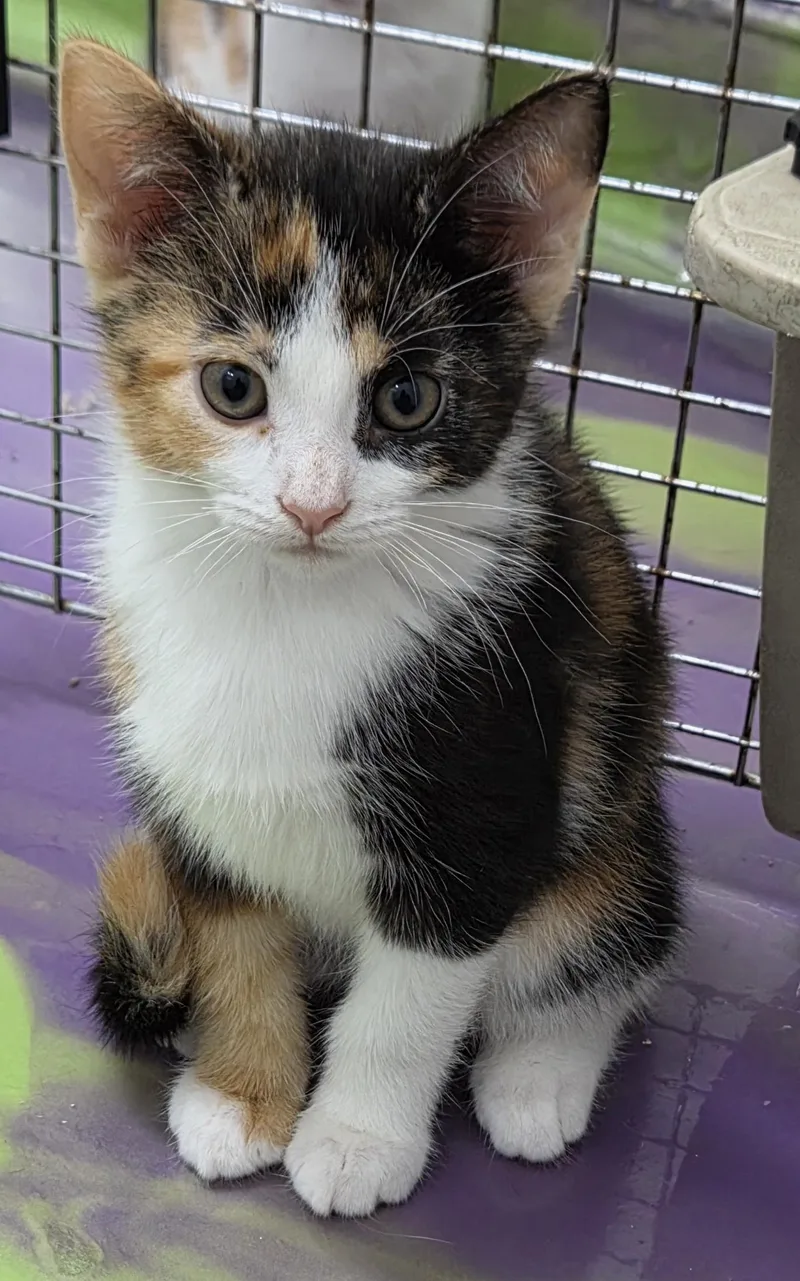 A baby medium-sized female Calico cat named Cora for adoption in Anna, IL