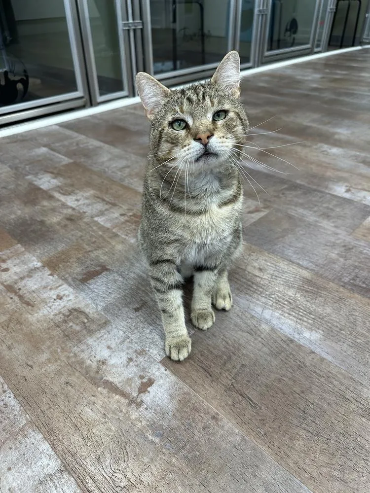An adult medium-sized male Domestic Short Hair cat named Stromboli for adoption in Milltown, NJ