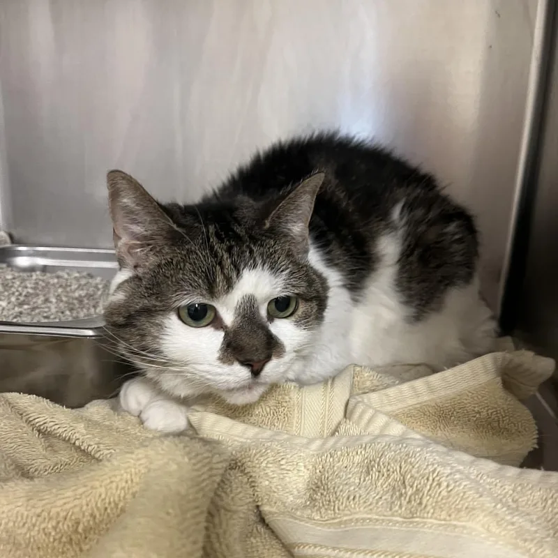 A senior medium-sized female Black Domestic Short Hair cat named Ceelo for adoption in Englewood, FL