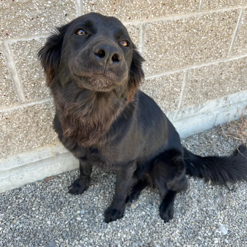 Zena