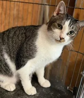 An adult medium-sized female Tabby (Brown / Chocolate) Tabby cat named Aralia for adoption in Jackson, GA
