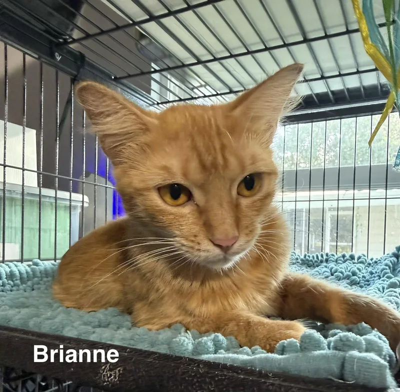 Brianne .. thumbnail 2