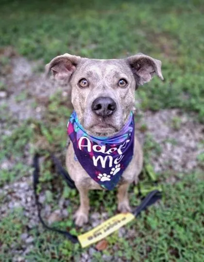 An adult medium-sized female Pit Bull Terrier dog named Pear for adoption in Atlanta, GA