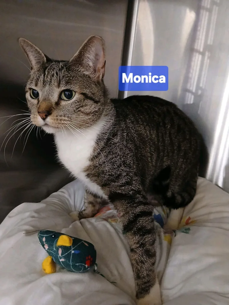 Monica thumbnail 2