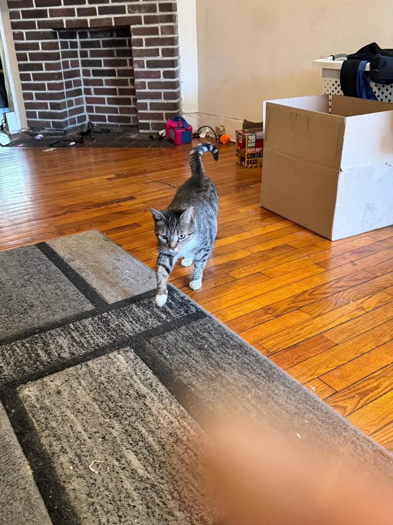 An adult medium-sized male Brown / Chocolate Domestic Short Hair cat named Monica for adoption in Philadelphia, PA