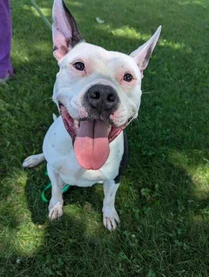 An adult medium-sized female White / Cream Pit Bull Terrier dog named Daphne for adoption in Valparaiso, IN