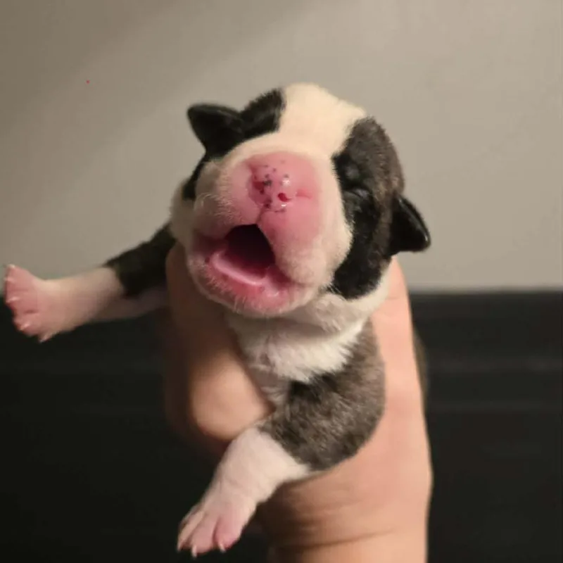 A baby medium-sized female White / Cream Pit Bull Terrier dog named Chanel for adoption in Olathe, KS