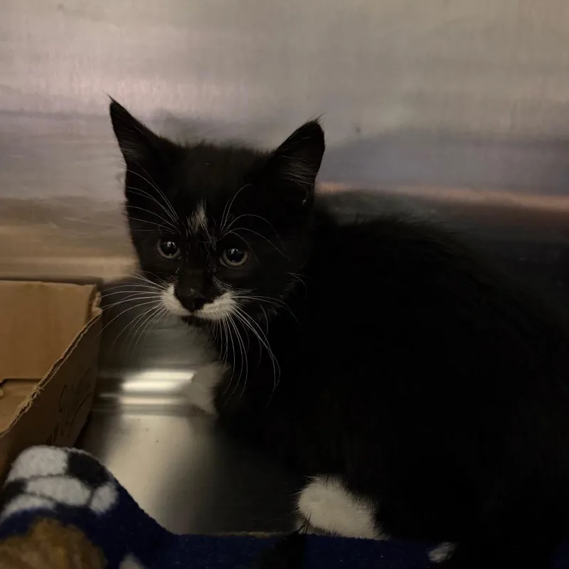 A baby small-sized male Domestic Short Hair cat named Colonel Mustard for adoption in Cody, WY