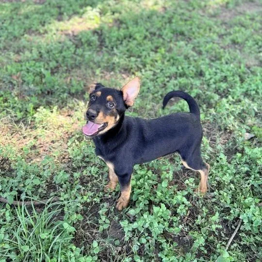 A baby small-sized female Black Labrador Retriever dog named Monjuni for adoption in Carencro, LA