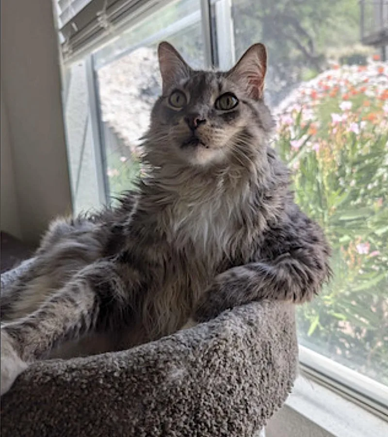 An adult large-sized male Tabby (Gray / Blue / Silver) Domestic Long Hair cat named Lancelot for adoption in Amherst, MA