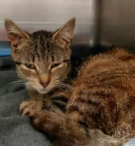 An adult small-sized female Tabby (Brown / Chocolate) Domestic Short Hair cat named Demeter for adoption in Stanley, VA