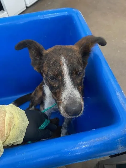 A baby large-sized male Mixed Breed dog named Bruce for adoption in Dallas, TX
