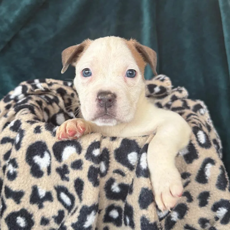 A baby medium-sized male American Staffordshire Terrier dog named Blackbeard for adoption in Murray, UT