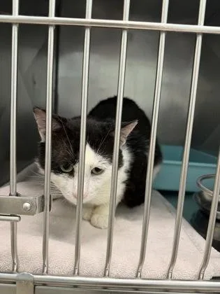 An adult medium-sized male Domestic Short Hair cat named Dill Pickles for adoption in Fishers, IN