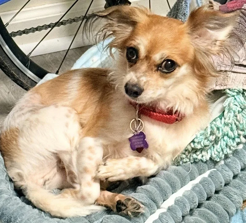 A young small-sized male Papillon dog named Milo for adoption in Acworth, GA