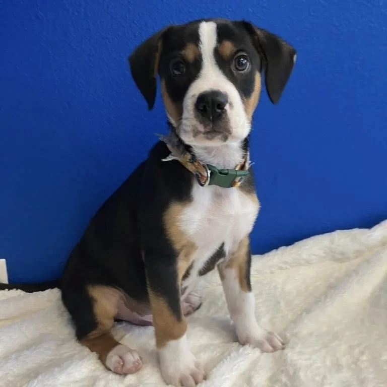 A baby medium-sized male Tricolor (Brown, Black, & White) Beagle dog named Aad New Arrival!  for adoption in Armonk, NY