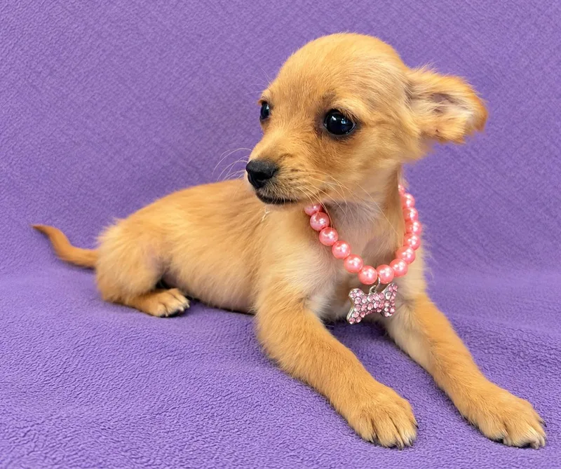 A baby small-sized female Chihuahua dog named Blossom for adoption in Lodi, CA