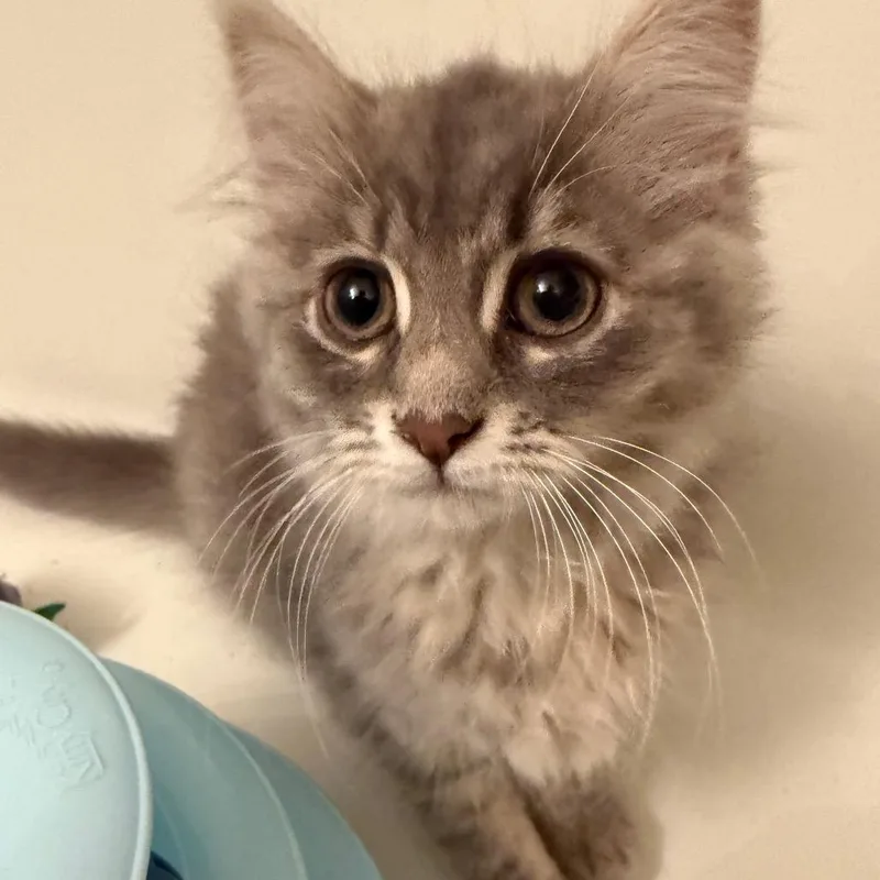 A baby small-sized female Gray / Blue / Silver Domestic Long Hair cat named Smoosh for adoption in Ashland, VA