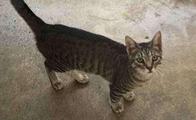 A young small-sized male Domestic Short Hair cat named One for adoption in Fort Madison, IA