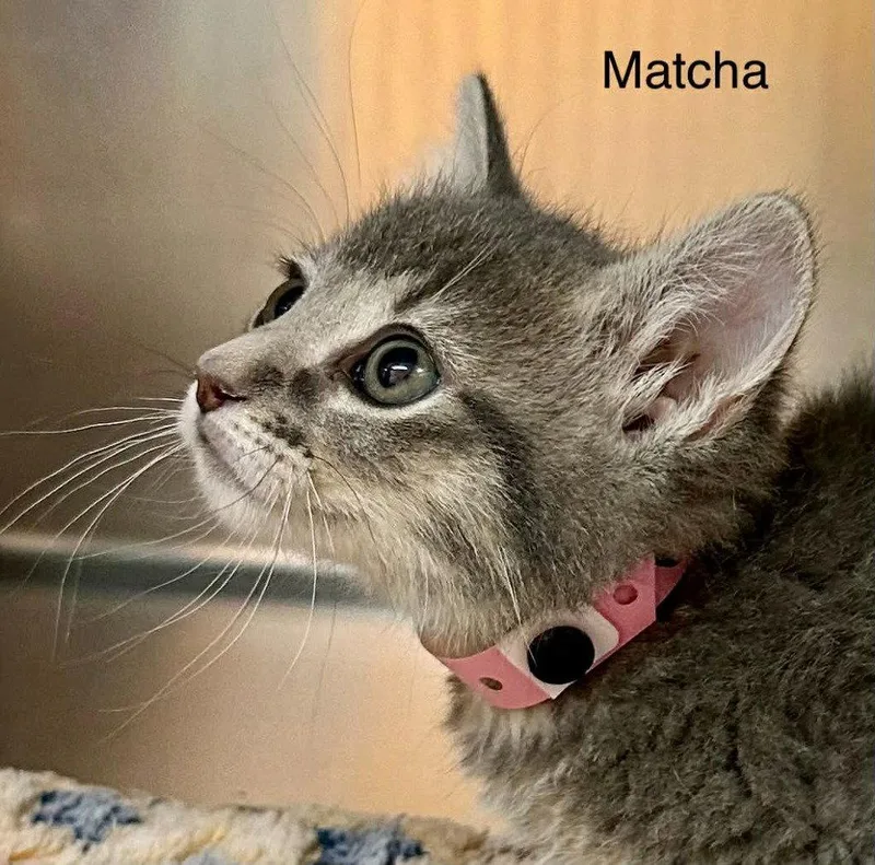 A baby small-sized female Domestic Short Hair cat named Matcha for adoption in Saint George, UT