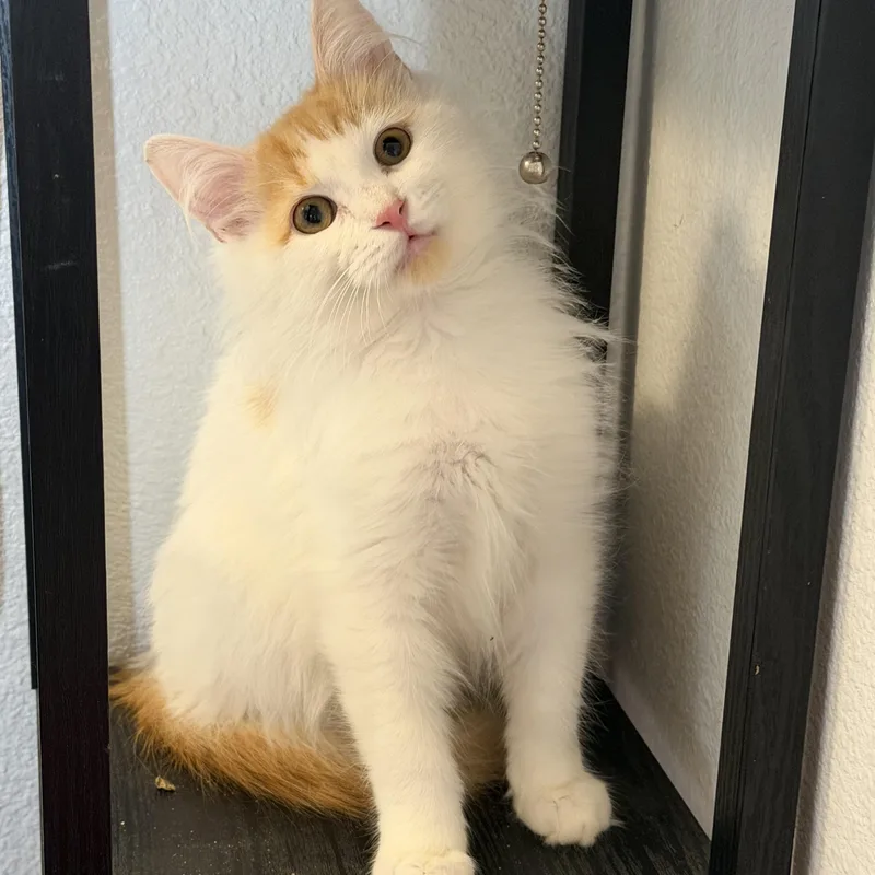 Rsmd Org Wt Cutie thumbnail 2