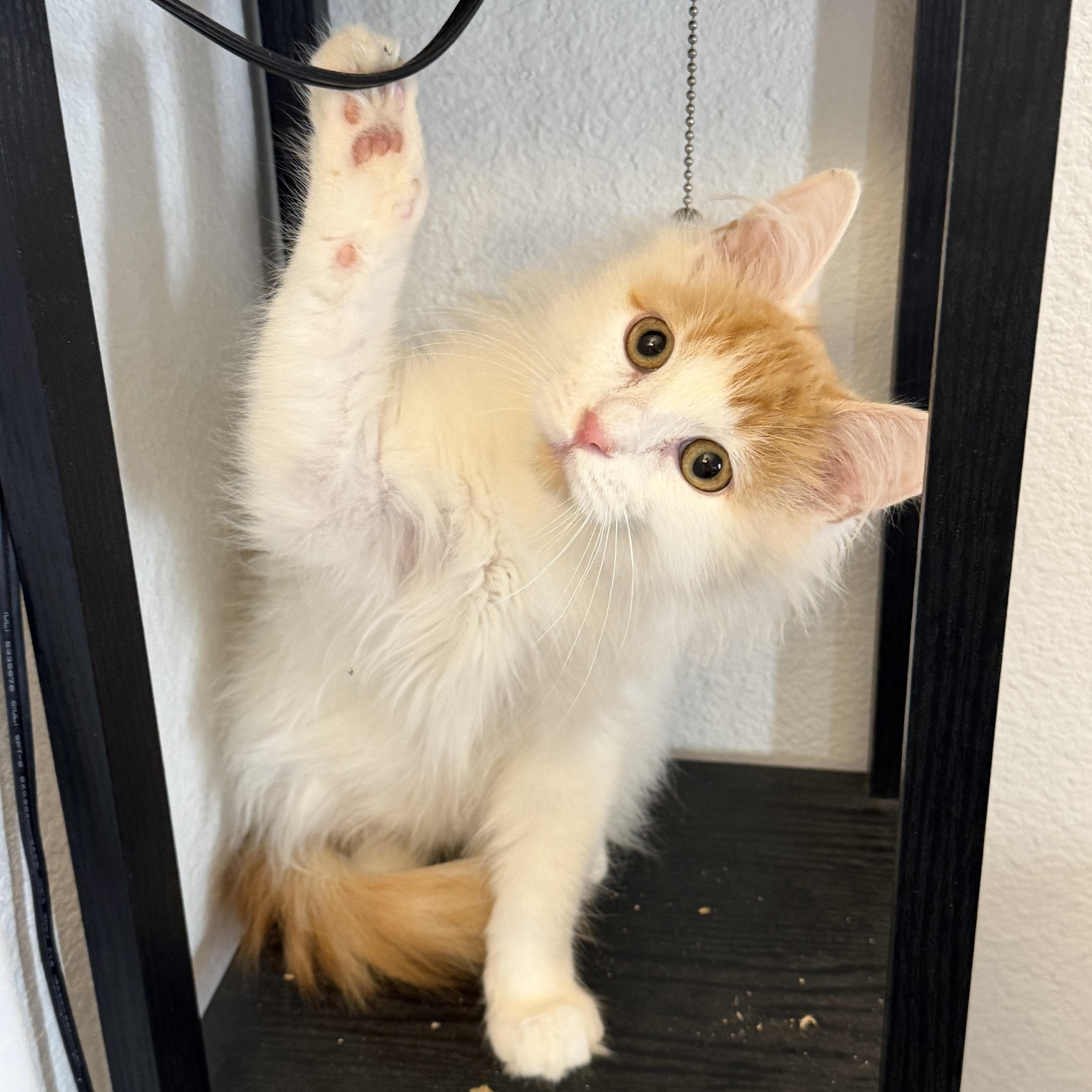 Rsmd Org Wt Cutie thumbnail 3