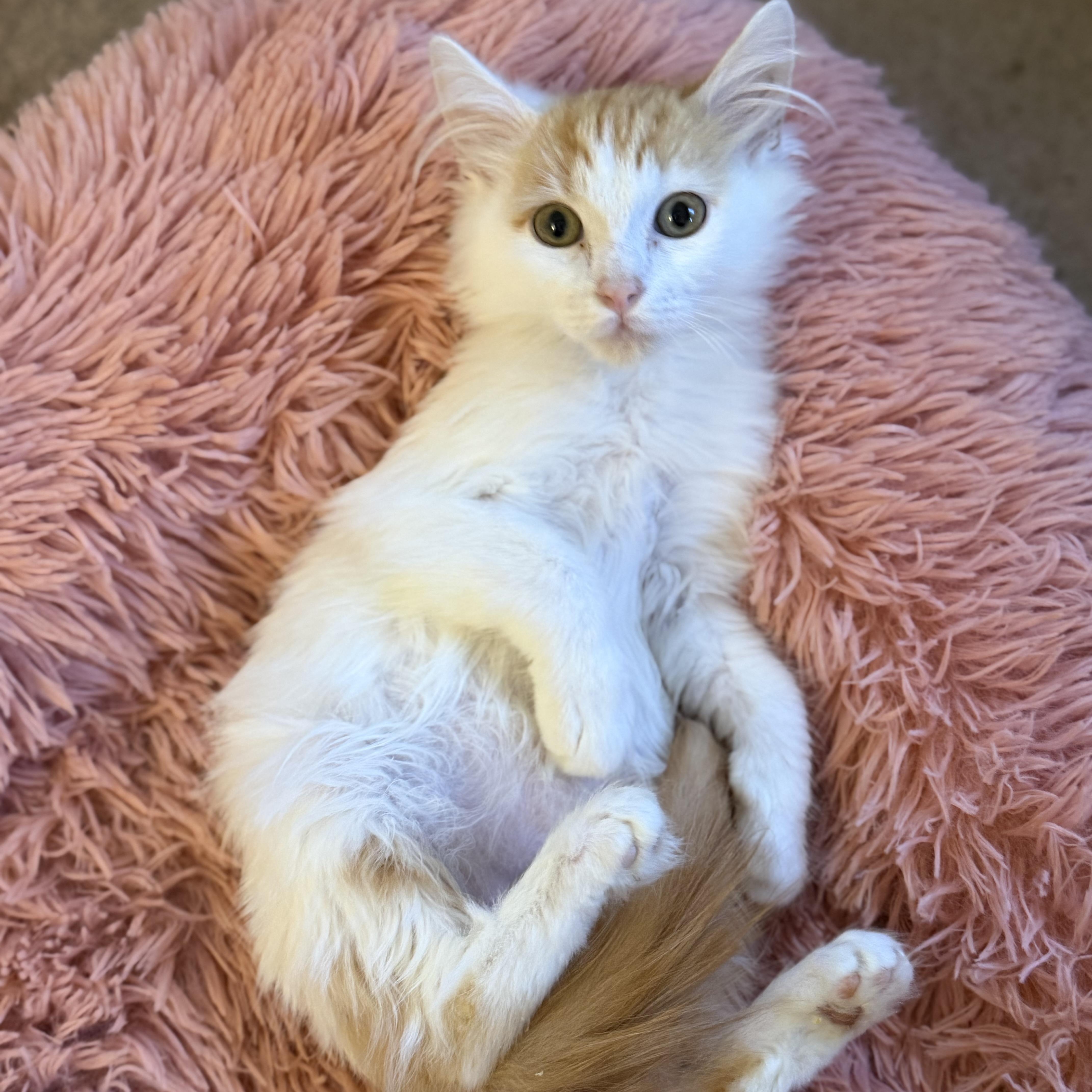 Rsmd Org Wt Cutie thumbnail 4