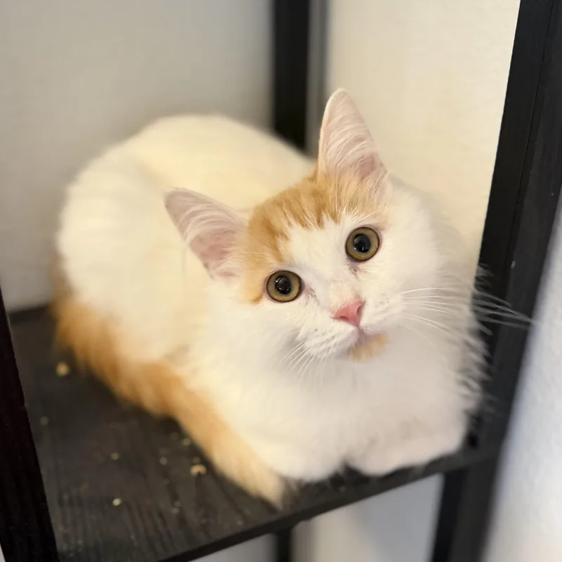 Rsmd Org Wt Cutie thumbnail 5