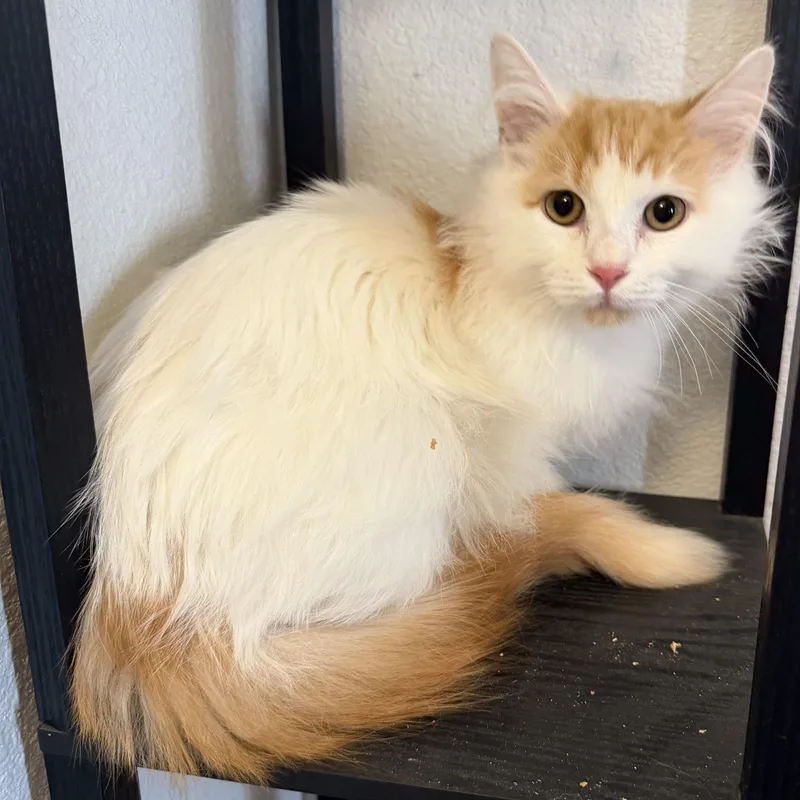 Rsmd Org Wt Cutie thumbnail 6