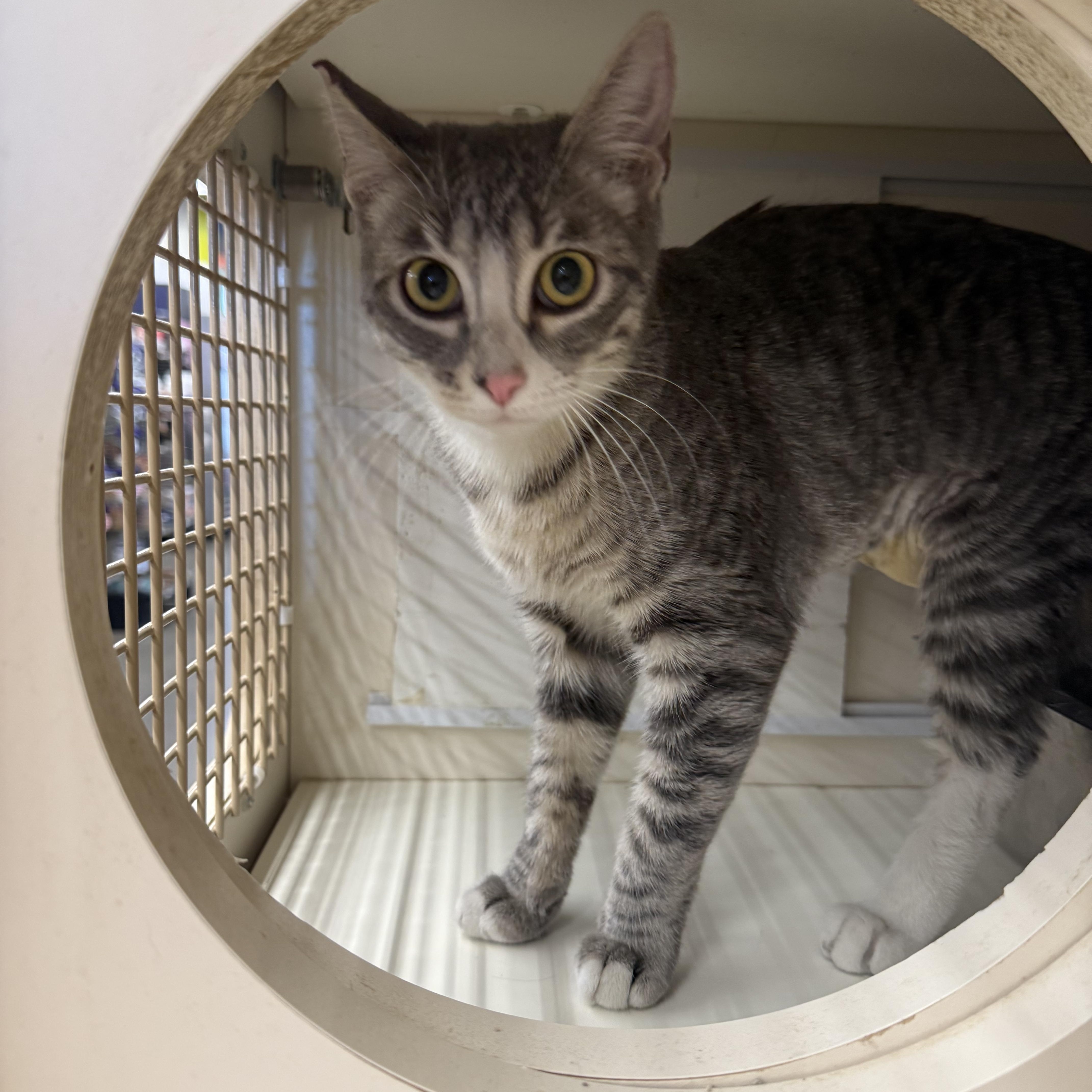 A young medium-sized female Tabby (Gray / Blue / Silver) Tabby cat named Pitter Patter for adoption in Las Vegas, NV