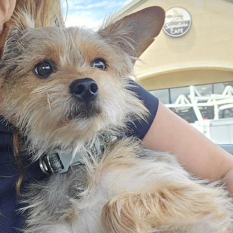 An adult small-sized male Brown / Chocolate Silky Terrier dog named Mr. Pepper for adoption in Sonoma, CA