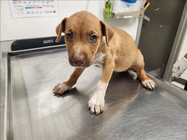 A baby small-sized female Staffordshire Bull Terrier dog named Chrysanthemum for adoption in Los Angeles, CA