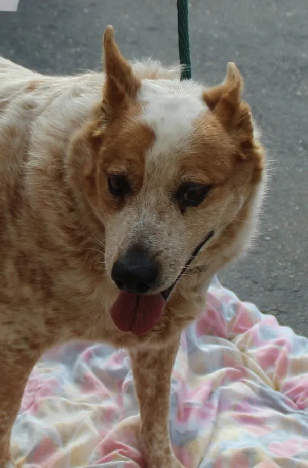 An adult large-sized male Australian Cattle Dog / Blue Heeler dog named Jrvesper for adoption in Oceanside, CA