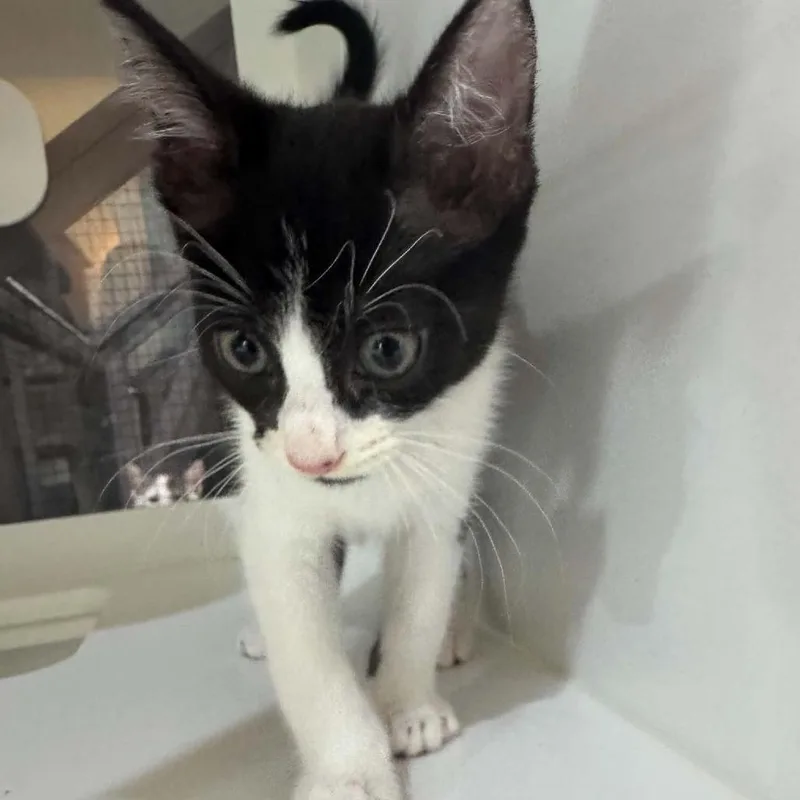 A baby small-sized female Black Domestic Medium Hair cat named Thalia for adoption in Seminole, FL